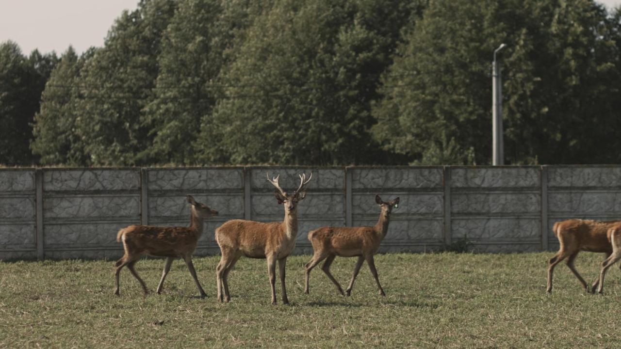 Tatarska Zagroda - Agroturystyka Dolina Baryczy Noclegi - Domek Jelonek Krosnice Extérieur photo